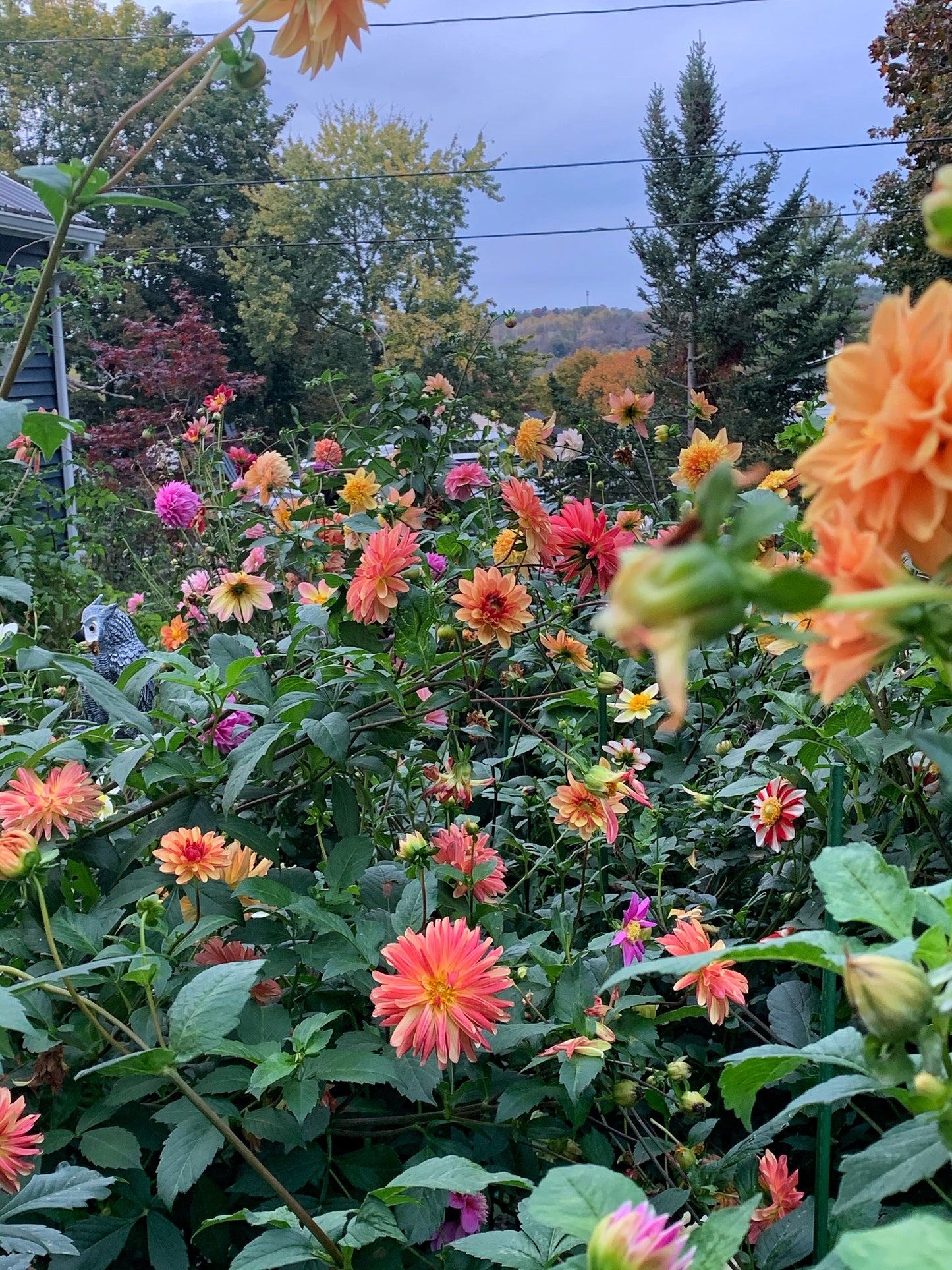 Mystery Dahlia Tuber