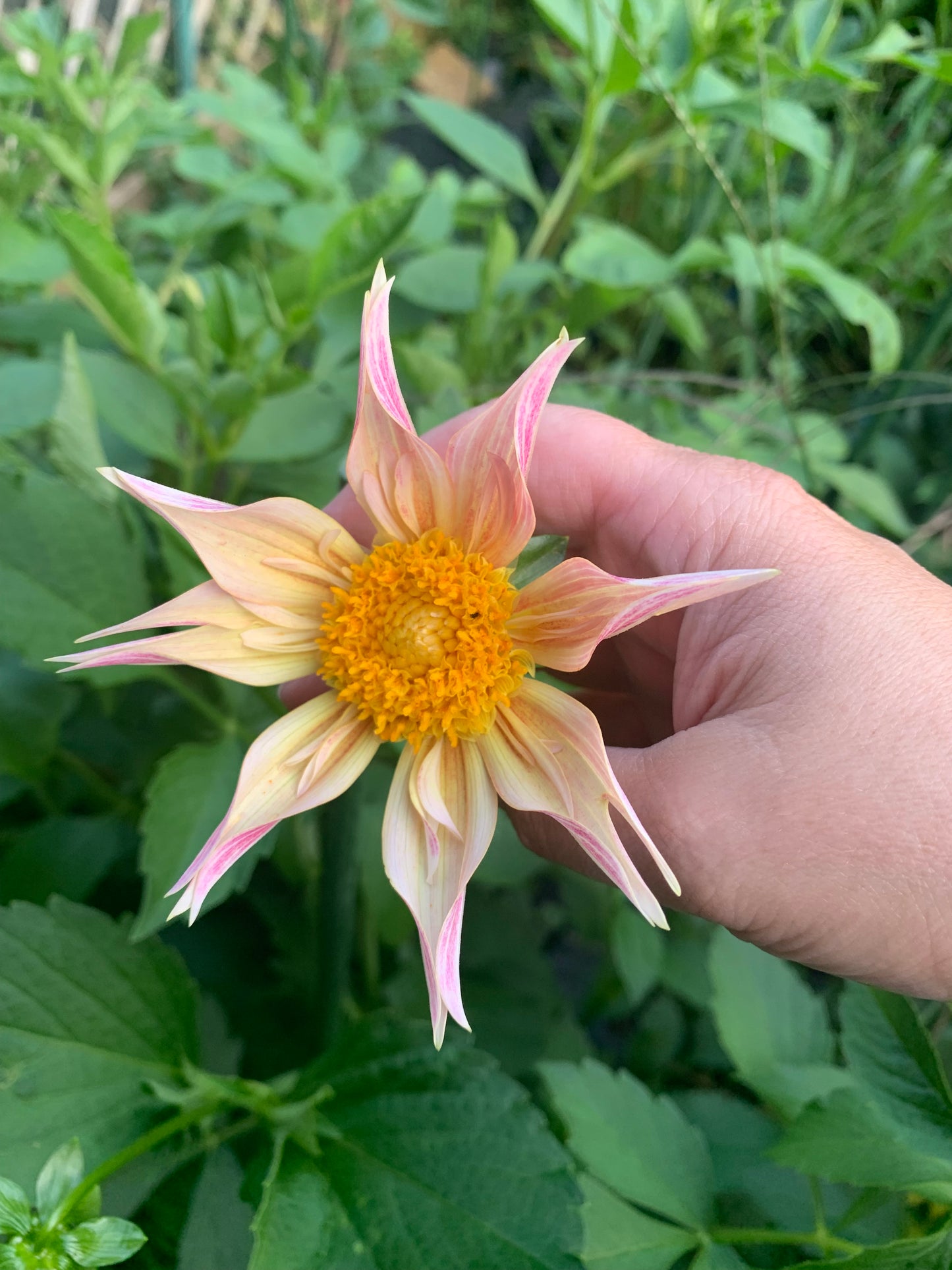 Mayberry’s Pink Champagne.