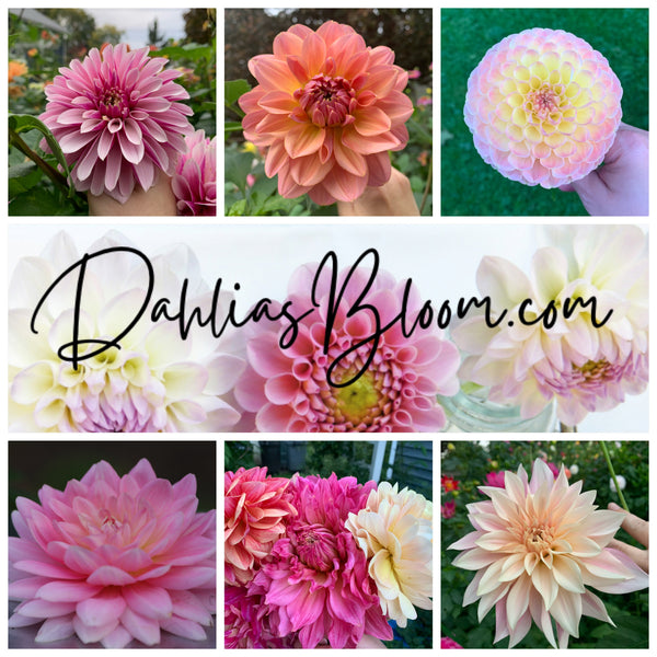 Dahlias Bloom