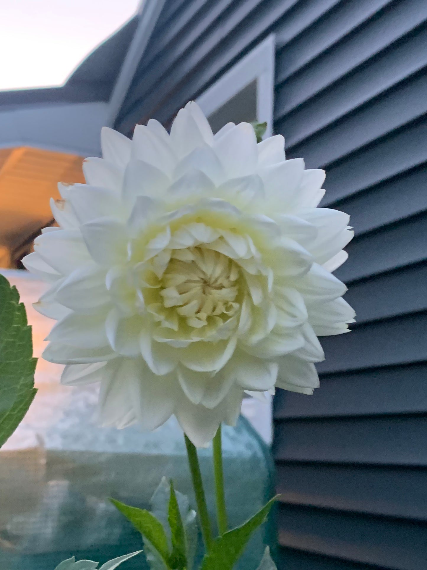 Sandia Showboat