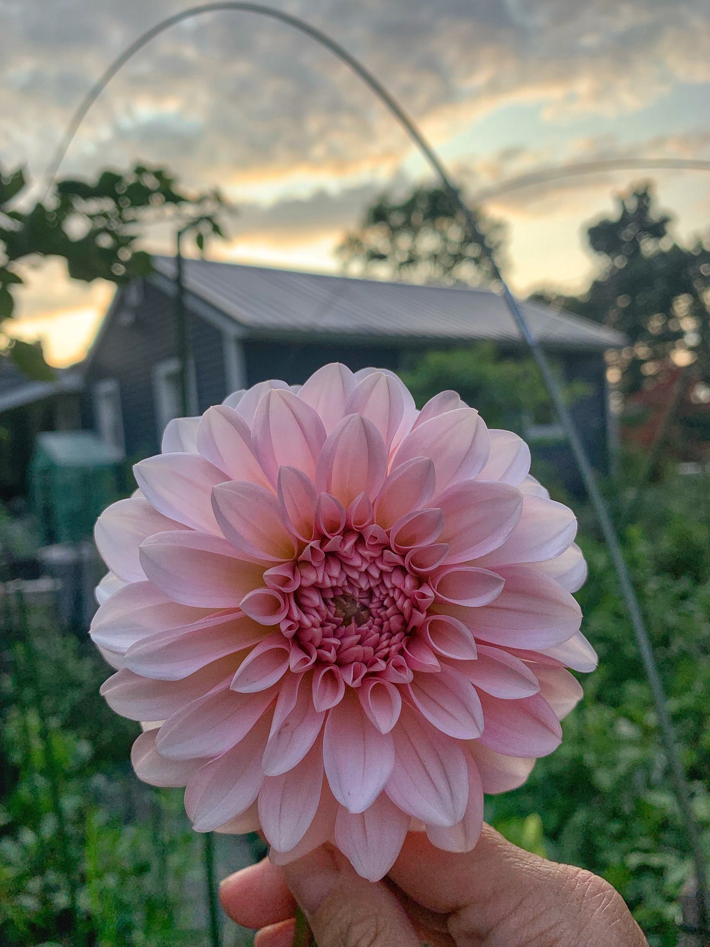 Lee’s Pineberry Trifle Dahlia