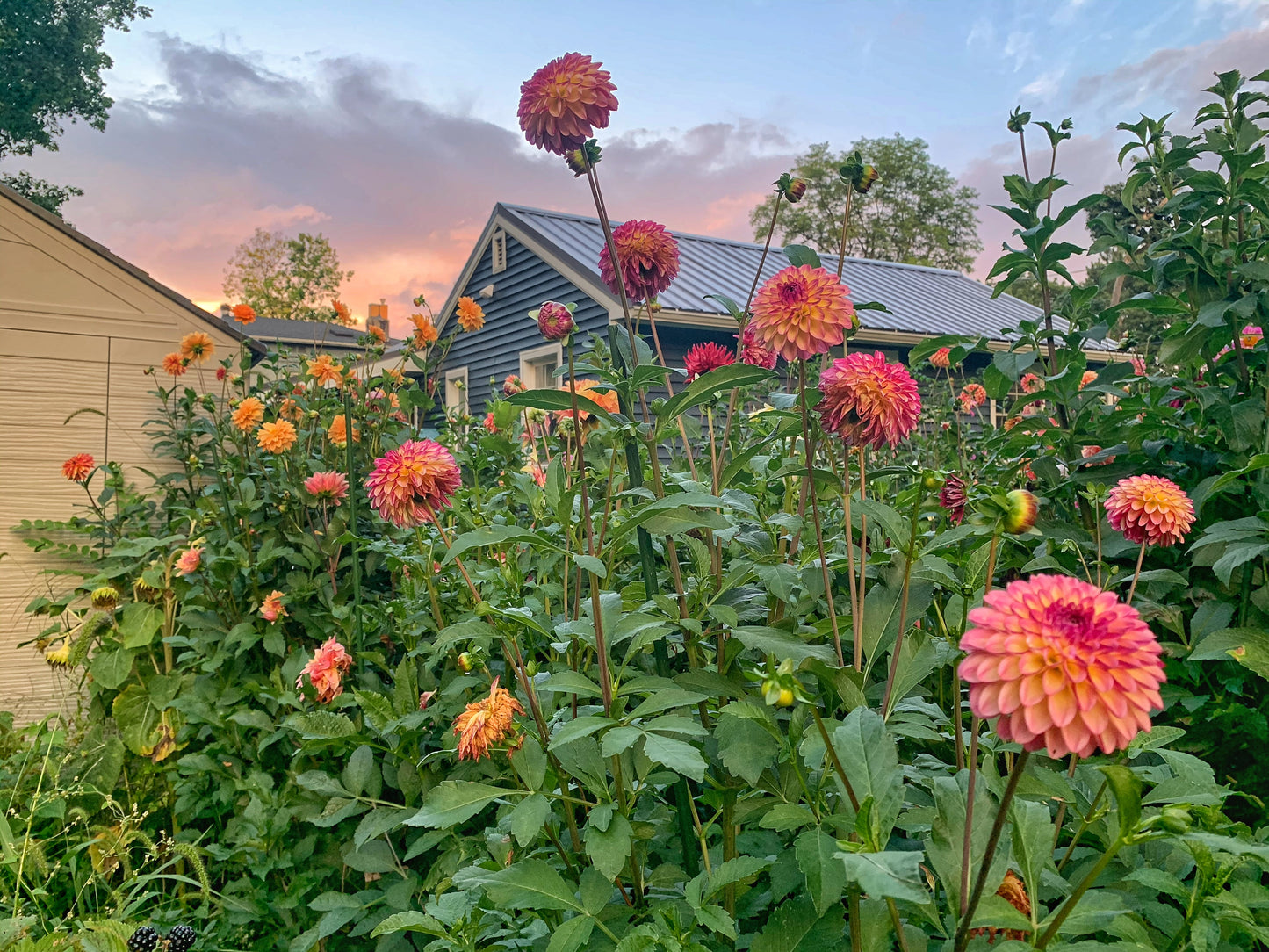 Surprise Dahlia Box