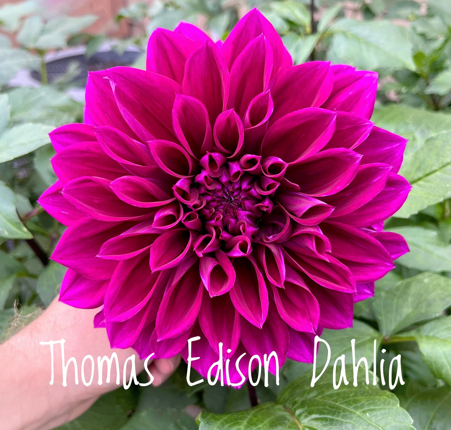 Thomas Edison Dahlia