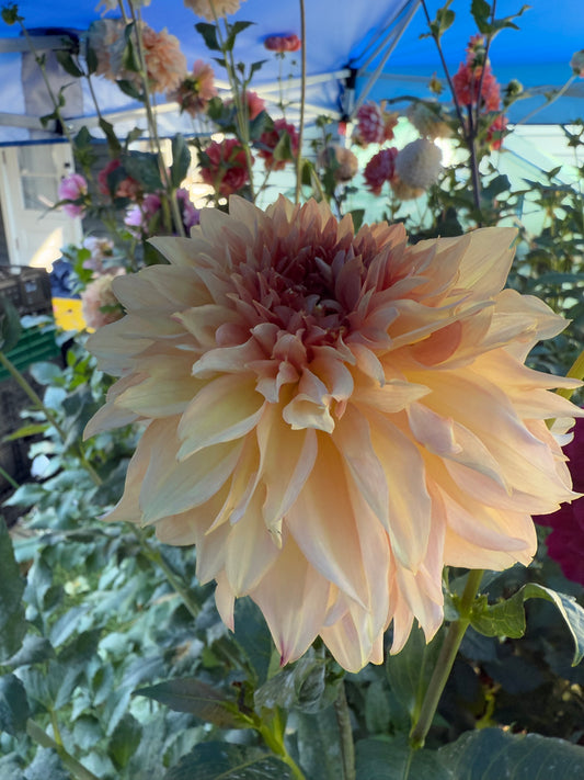 Lee’s Fluffy Buffy