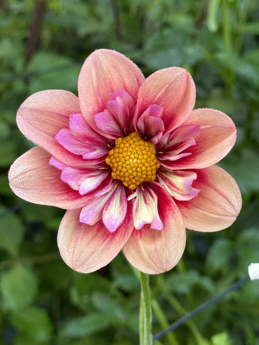Rhubarb and Custard Dahlia