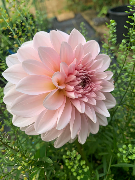 Lee’s Pineberry Trifle Dahlia
