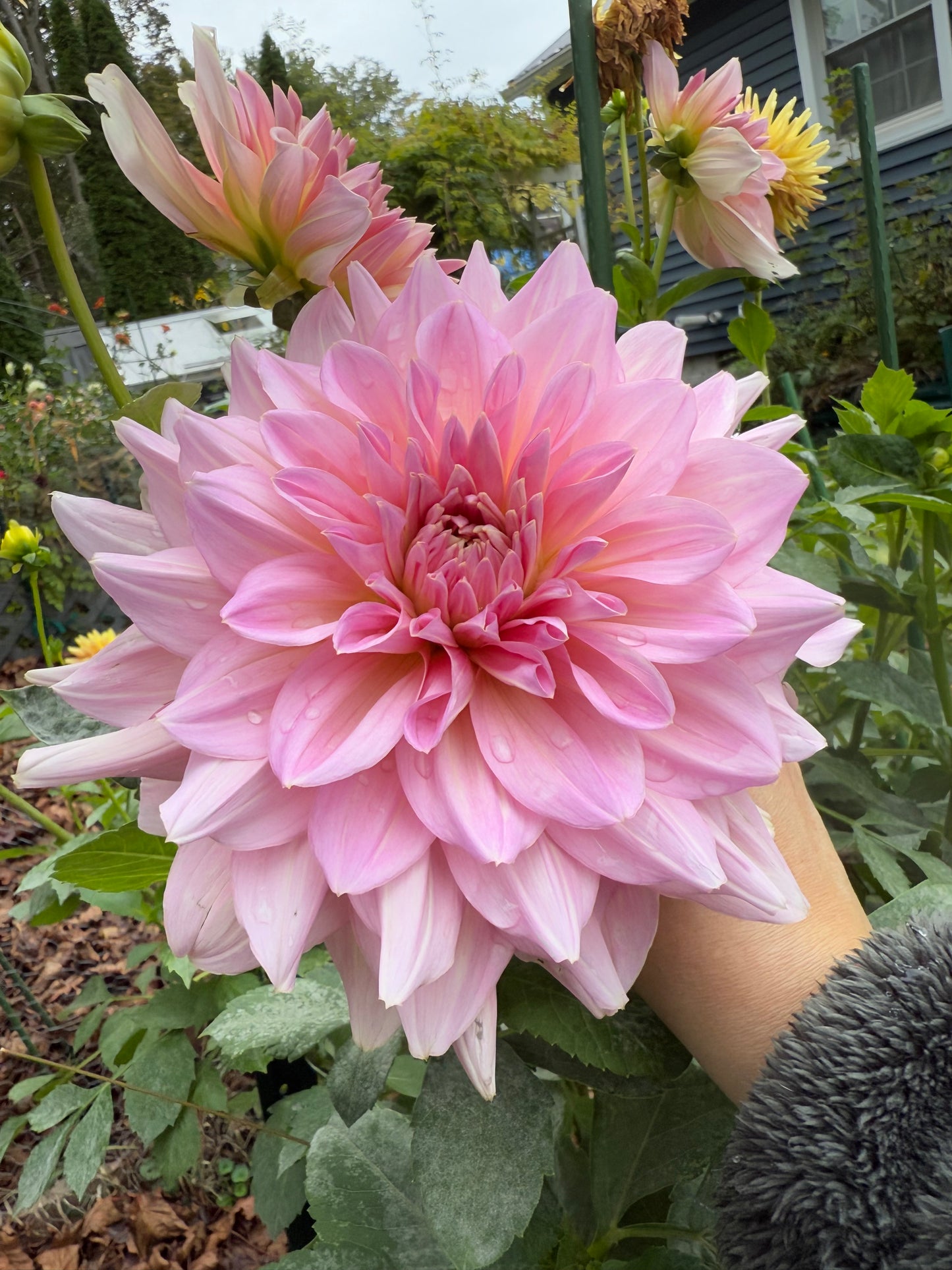 Fairway Pilot Dahlia