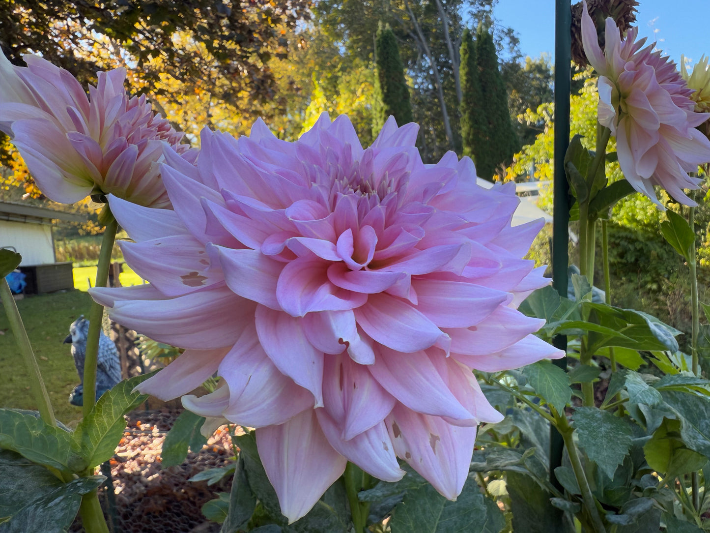 Fairway Pilot Dahlia